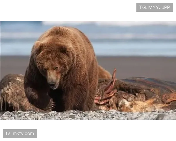 游骑兵与棕熊感恩节对决 原始六队较量引关注